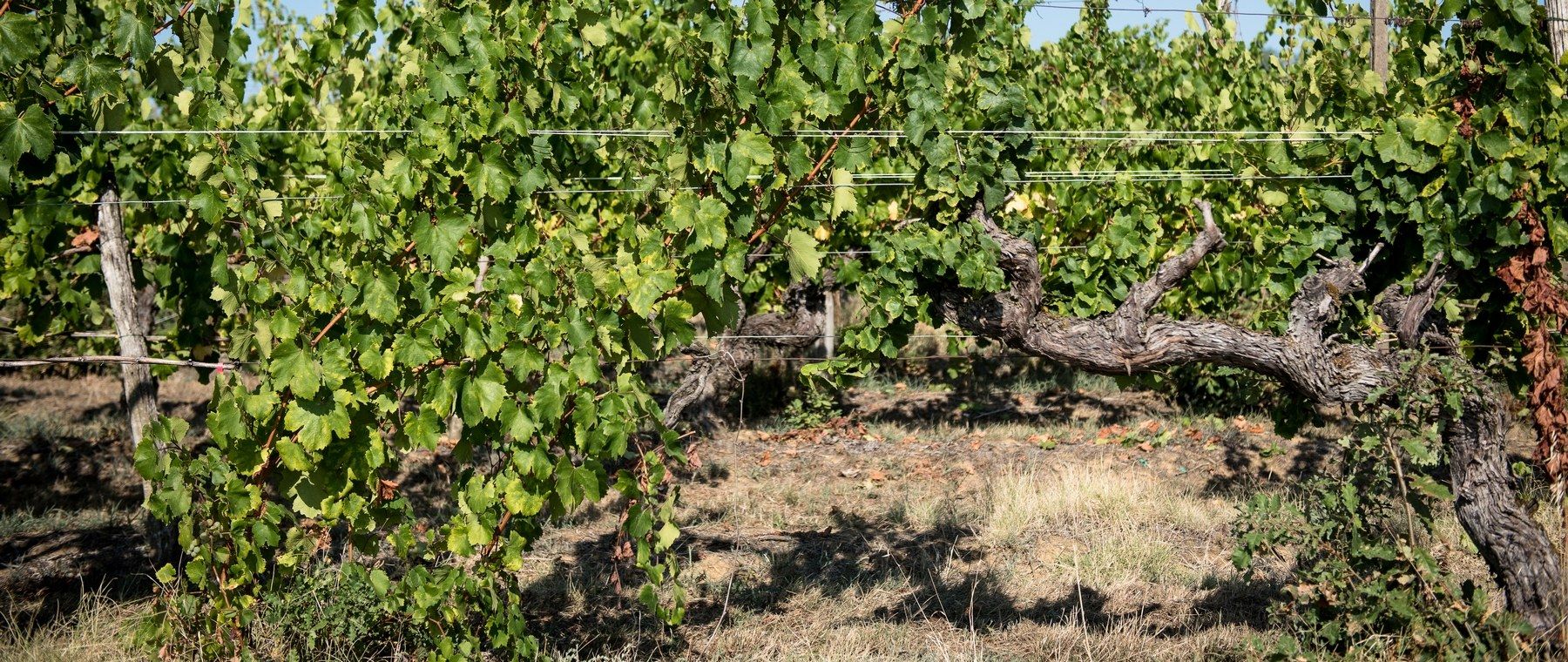 outdoor 365 itinerari ciclabili accessibili Boschi e vigneti di Castell’Arquato